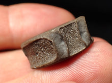 Load image into Gallery viewer, Jurassic ichthyosaur bone (vertebra) from Lyme Regis (22mm)