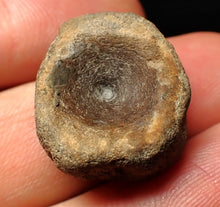 Load image into Gallery viewer, Jurassic ichthyosaur bone (vertebra) from Lyme Regis (22mm)