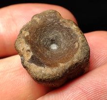 Load image into Gallery viewer, Jurassic ichthyosaur bone (vertebra) from Lyme Regis (22mm)