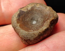 Load image into Gallery viewer, Jurassic ichthyosaur bone (vertebra) from Lyme Regis (22mm)