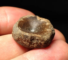 Load image into Gallery viewer, Jurassic ichthyosaur bone (vertebra) from Lyme Regis (22mm)