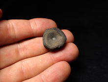 Load image into Gallery viewer, Jurassic ichthyosaur bone (vertebra) from Lyme Regis (20mm)