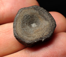 Load image into Gallery viewer, Jurassic ichthyosaur bone (vertebra) from Lyme Regis (20mm)
