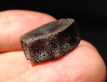 Load image into Gallery viewer, Jurassic ichthyosaur bone (vertebra) from Lyme Regis (20mm)