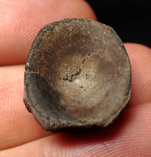 Load image into Gallery viewer, Jurassic ichthyosaur bone (vertebra) from Lyme Regis (21mm)
