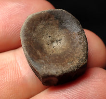 Load image into Gallery viewer, Jurassic ichthyosaur bone (vertebra) from Lyme Regis (21mm)