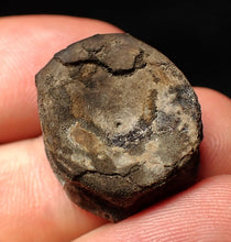 Load image into Gallery viewer, Jurassic ichthyosaur bone (vertebra) from Lyme Regis (21mm)