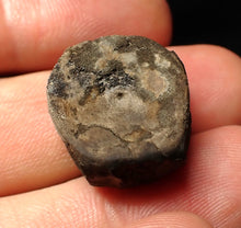 Load image into Gallery viewer, Jurassic ichthyosaur bone (vertebra) from Lyme Regis (21mm)