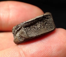 Load image into Gallery viewer, Jurassic ichthyosaur bone (vertebra) from Lyme Regis (21mm)