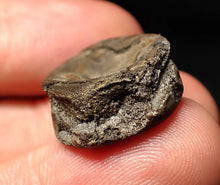 Load image into Gallery viewer, Jurassic ichthyosaur bone (vertebra) from Lyme Regis (21mm)