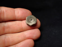 Load image into Gallery viewer, Juvenile Jurassic ichthyosaur bone (vertebra) from Lyme Regis (16mm)