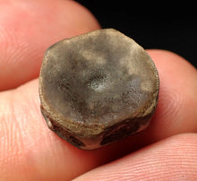 Load image into Gallery viewer, Juvenile Jurassic ichthyosaur bone (vertebra) from Lyme Regis (16mm)