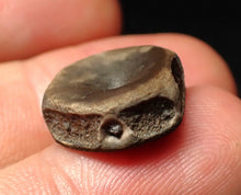 Load image into Gallery viewer, Juvenile Jurassic ichthyosaur bone (vertebra) from Lyme Regis (16mm)