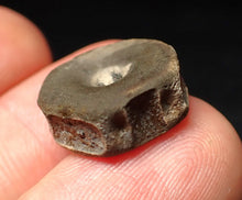 Load image into Gallery viewer, Juvenile Jurassic ichthyosaur bone (vertebra) from Lyme Regis (16mm)