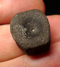 Load image into Gallery viewer, Juvenile Jurassic ichthyosaur bone (vertebra) from Lyme Regis (18mm)