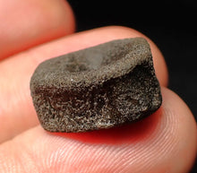 Load image into Gallery viewer, Juvenile Jurassic ichthyosaur bone (vertebra) from Lyme Regis (18mm)