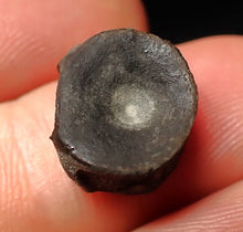 Load image into Gallery viewer, Juvenile Jurassic ichthyosaur bone (vertebra) from Lyme Regis (13mm)