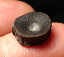 Load image into Gallery viewer, Juvenile Jurassic ichthyosaur bone (vertebra) from Lyme Regis (13mm)