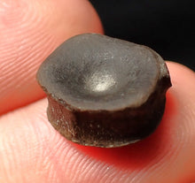 Load image into Gallery viewer, Juvenile Jurassic ichthyosaur bone (vertebra) from Lyme Regis (13mm)