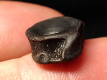 Load image into Gallery viewer, Juvenile Jurassic ichthyosaur bone (vertebra) from Lyme Regis (13mm)