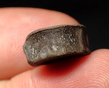 Load image into Gallery viewer, Juvenile Jurassic ichthyosaur bone (vertebra) from Lyme Regis (13mm)