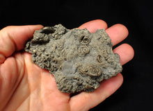 Load image into Gallery viewer, Large, full pyrite multi-ammonite & bivalve fossil Crucilobiceras (91 mm)