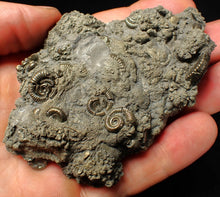 Load image into Gallery viewer, Large, full pyrite multi-ammonite & bivalve fossil Crucilobiceras (91 mm)