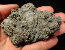 Load image into Gallery viewer, Large, full pyrite multi-ammonite & bivalve fossil Crucilobiceras (91 mm)