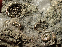 Load image into Gallery viewer, Large, full pyrite multi-ammonite & bivalve fossil Crucilobiceras (91 mm)
