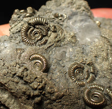 Load image into Gallery viewer, Large, full pyrite multi-ammonite & bivalve fossil Crucilobiceras (91 mm)
