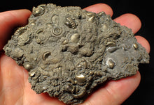Load image into Gallery viewer, Large, full pyrite multi-ammonite & bivalve fossil Crucilobiceras (91 mm)