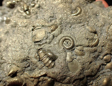 Load image into Gallery viewer, Large, full pyrite multi-ammonite & bivalve fossil Crucilobiceras (91 mm)