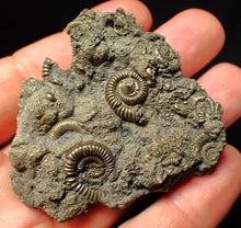 Load image into Gallery viewer, Large, full pyrite multi-ammonite fossil Crucilobiceras (58 mm)