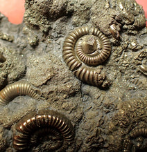 Load image into Gallery viewer, Large, full pyrite multi-ammonite fossil Crucilobiceras (58 mm)