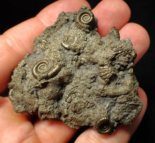 Load image into Gallery viewer, Large, full pyrite multi-ammonite fossil Crucilobiceras (58 mm)