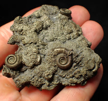 Load image into Gallery viewer, Large, full pyrite multi-ammonite fossil Crucilobiceras (58 mm)