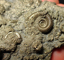 Load image into Gallery viewer, Large, full pyrite multi-ammonite fossil Crucilobiceras (58 mm)