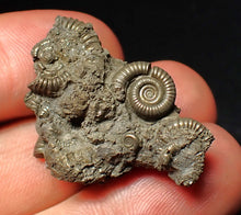 Load image into Gallery viewer, Full pyrite multi-ammonite fossil (33 mm) Crucilobiceras