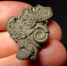 Load image into Gallery viewer, Full pyrite multi-ammonite fossil (33 mm) Crucilobiceras