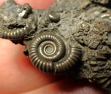 Load image into Gallery viewer, Full pyrite multi-ammonite fossil (33 mm) Crucilobiceras