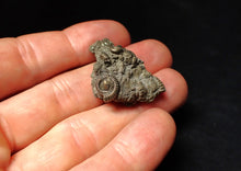 Load image into Gallery viewer, Full pyrite multi-ammonite fossil (33 mm) Crucilobiceras