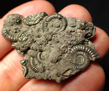 Load image into Gallery viewer, Pyrite multi-ammonite fossil Crucilobiceras (49 mm)