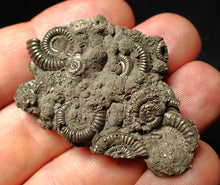 Load image into Gallery viewer, Pyrite multi-ammonite fossil Crucilobiceras (49 mm)