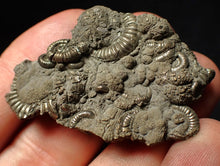 Load image into Gallery viewer, Pyrite multi-ammonite fossil Crucilobiceras (49 mm)