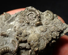 Load image into Gallery viewer, Pyrite multi-ammonite fossil Crucilobiceras (49 mm)