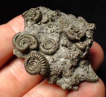 Load image into Gallery viewer, Pyrite multi-ammonite fossil Crucilobiceras (49 mm)