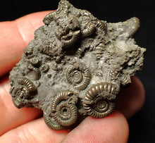 Load image into Gallery viewer, Pyrite multi-ammonite fossil Crucilobiceras (49 mm)