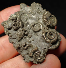 Load image into Gallery viewer, Pyrite multi-ammonite fossil Crucilobiceras (49 mm)