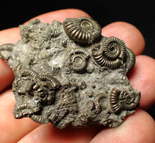 Load image into Gallery viewer, Pyrite multi-ammonite fossil Crucilobiceras (49 mm)