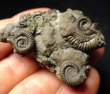 Load image into Gallery viewer, Pyrite multi-ammonite fossil Crucilobiceras (48 mm)